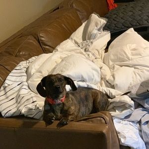 Meet your Posher, Cody